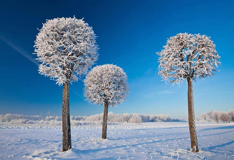 Winter Lollipops