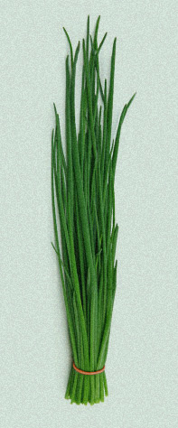 Chives