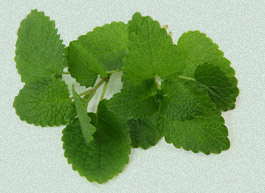 Lemonbalm