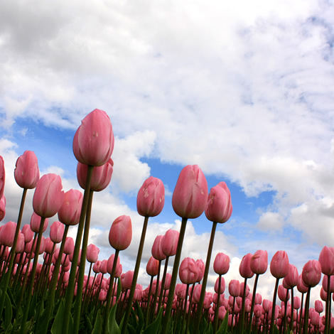 The tulip is a bulbous plant